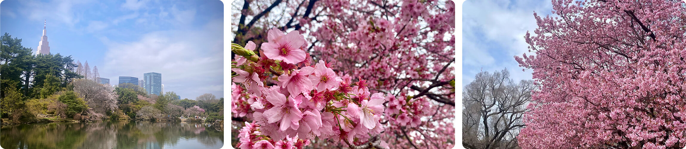 Cherry blossoms in Shinjuku Gyoen Tokyo during sakura season