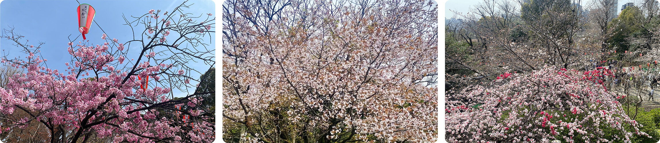 Cherry blossom crowds during hanami season at Ueno Park Tokyo