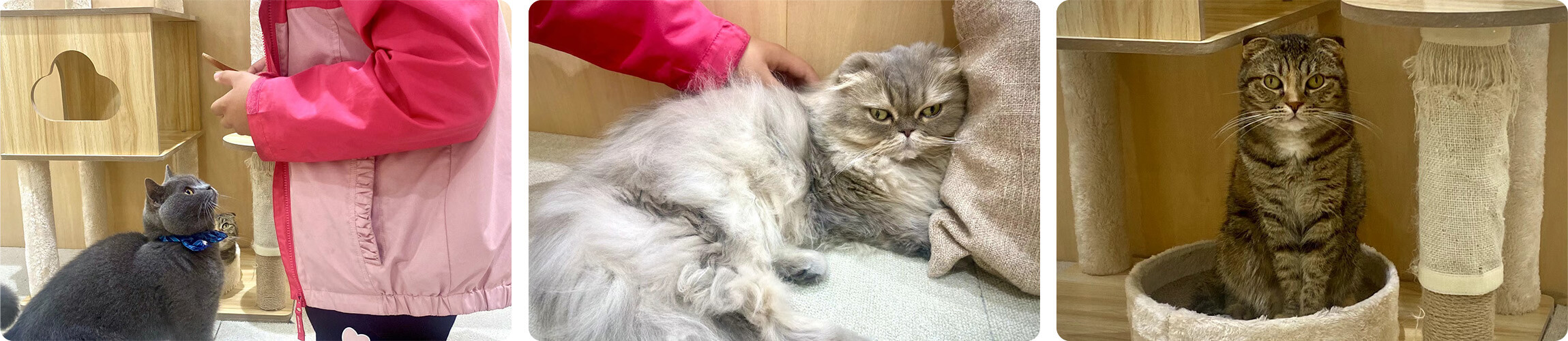 cat cafe experience in Tokyo Japan