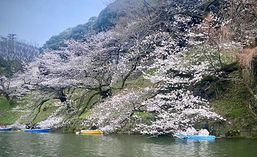 Tokyo cherry blossoms family travel itinerary spring