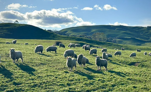 Australia New Zealand Fiji family adventure trip