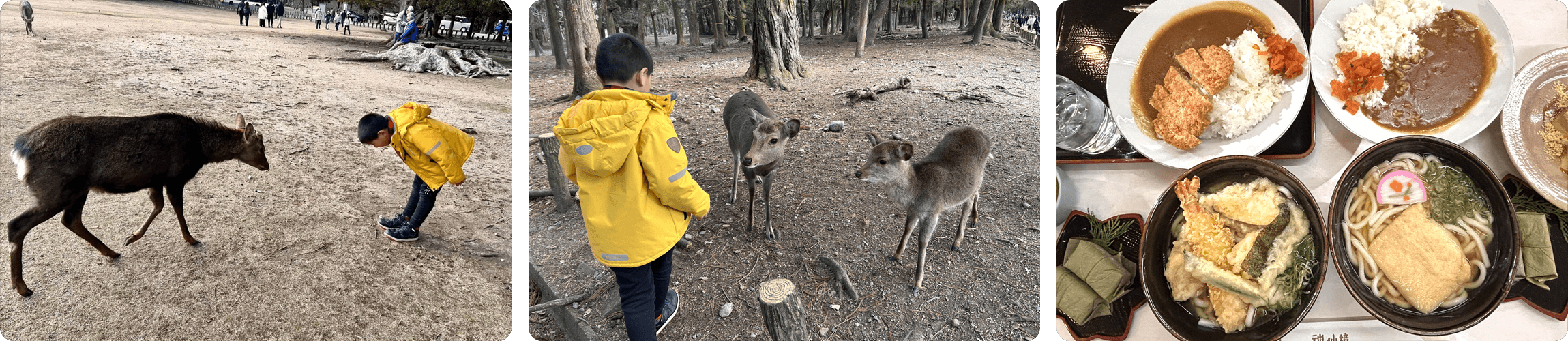 Children feeding deer in Nara Japan